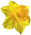 flowers093.gif