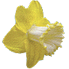 flowers094.gif