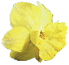 flowers095.gif