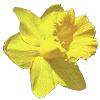 flowers096.gif