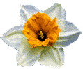 flowers099.gif