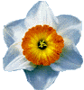 flowers100.gif