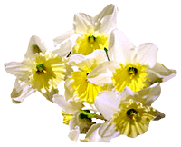 flowers107.gif