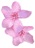 flowers109.gif