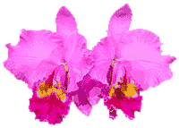 flowers112.gif