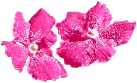 flowers114.gif