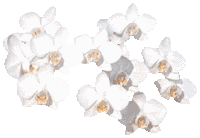 flowers116.gif