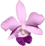 flowers118.gif