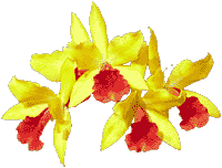 flowers121.gif