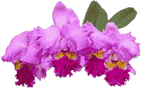 flowers122.gif