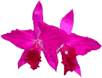 flowers123.gif