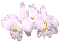 flowers124.gif