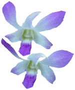 flowers125.gif