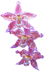 flowers128.gif