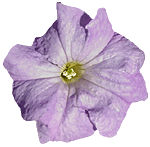 flowers136.gif