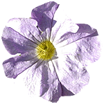 flowers141.gif