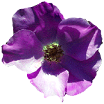 flowers143.gif