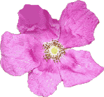 flowers158.gif