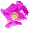 flowers161.gif