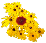 flowers163.gif