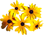 flowers165.gif