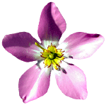 flowers166.gif