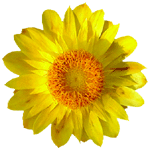 flowers175.gif