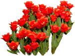 flowers181.gif