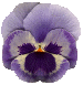 flowers188.gif