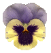 flowers189.gif