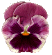 flowers192.gif