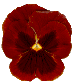 flowers193.gif