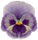 flowers194.gif